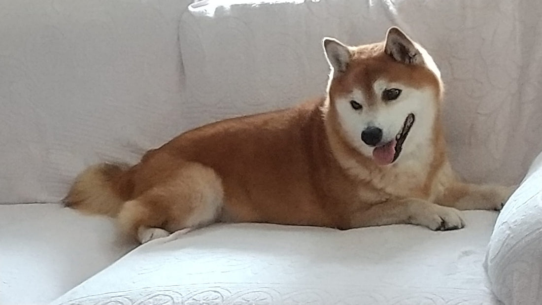 84歳寅年京子ばあさんの老いるを楽しむを書き留めてみる