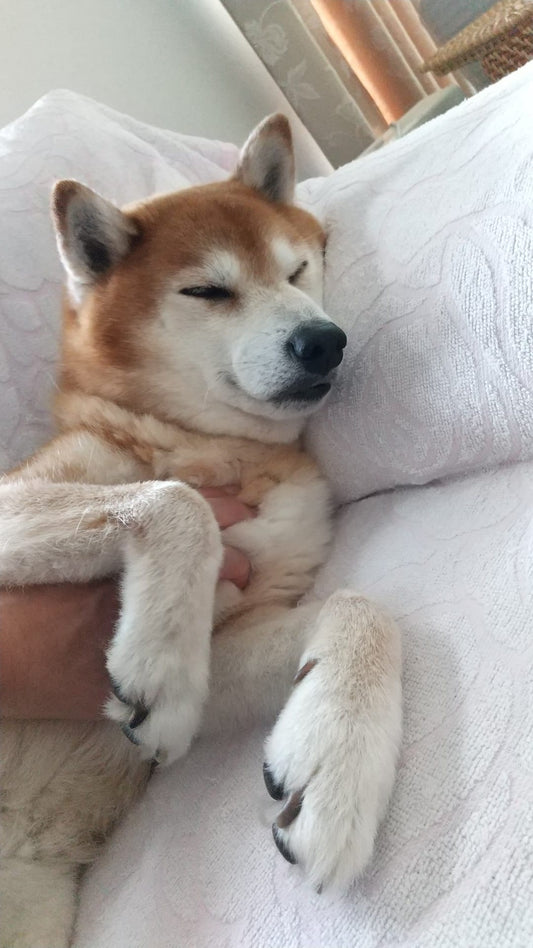 84歳寅年京子ばあちゃんの老いるを楽しむを書き留めてみる その二