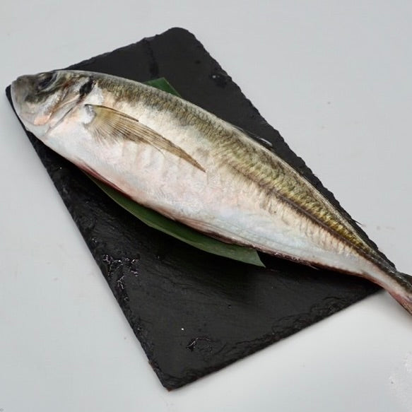 釣りアジ 内臓処理済み
