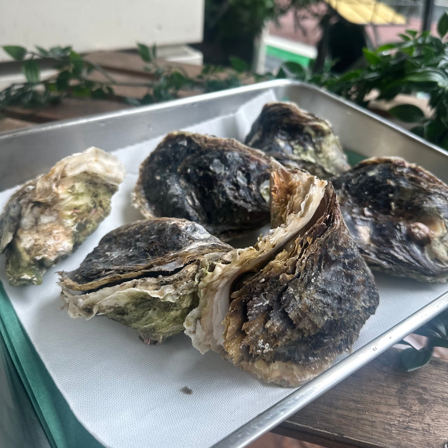 殻付き岩牡蠣 壱岐