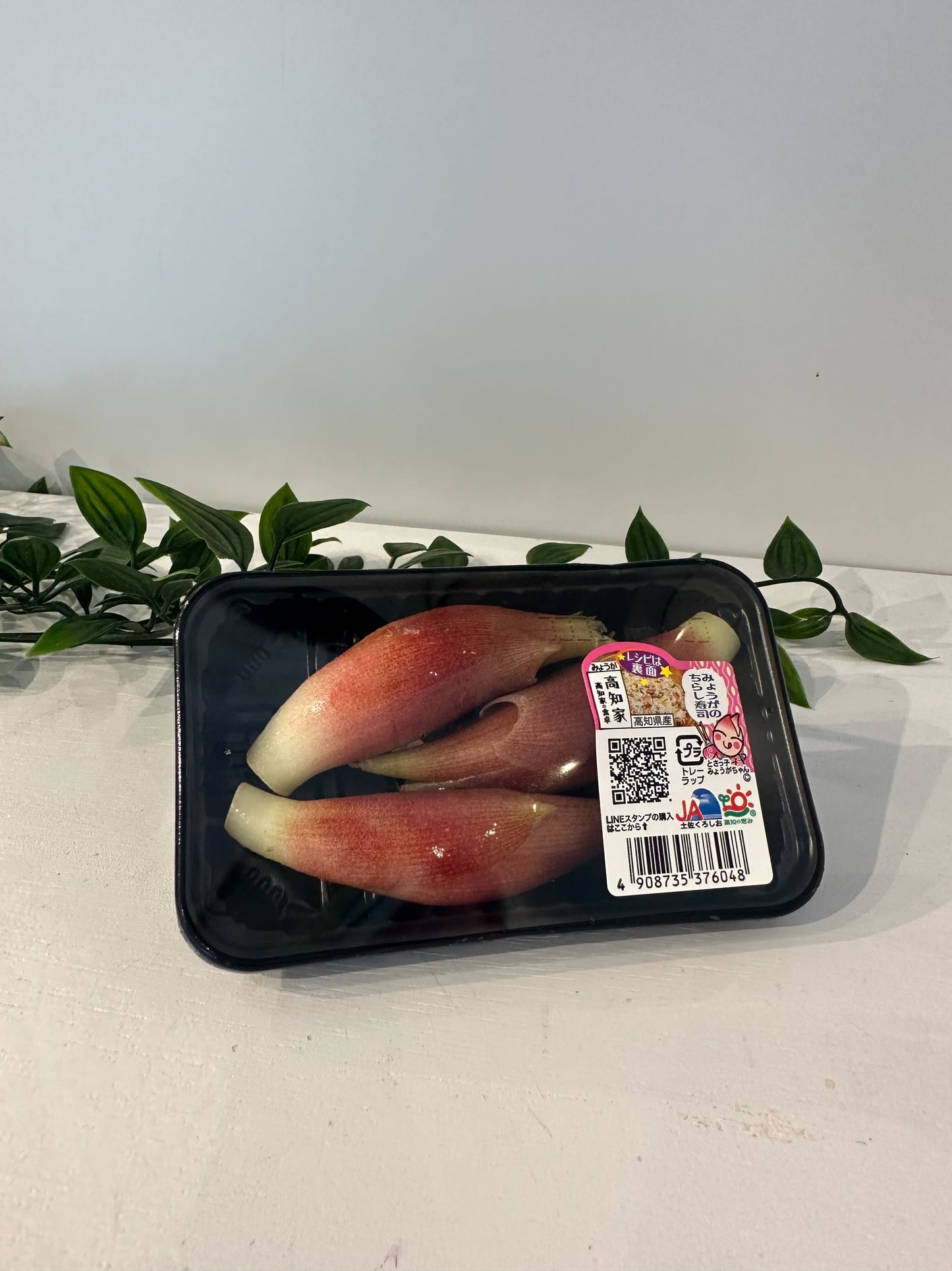 みょうが 高知