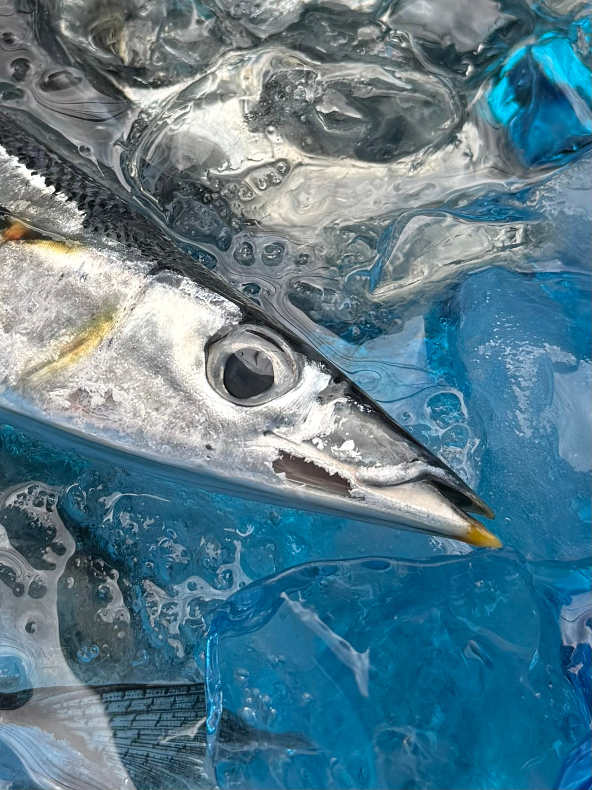 北海道産秋刀魚の塩焼